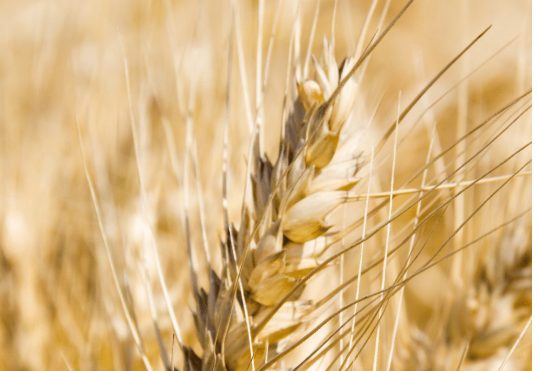 vecteezy_golden-wheat-by-the-sun-in-the-field_21663366 vecteezy_golden-wheat-by-the-sun-in-the-field_21663366