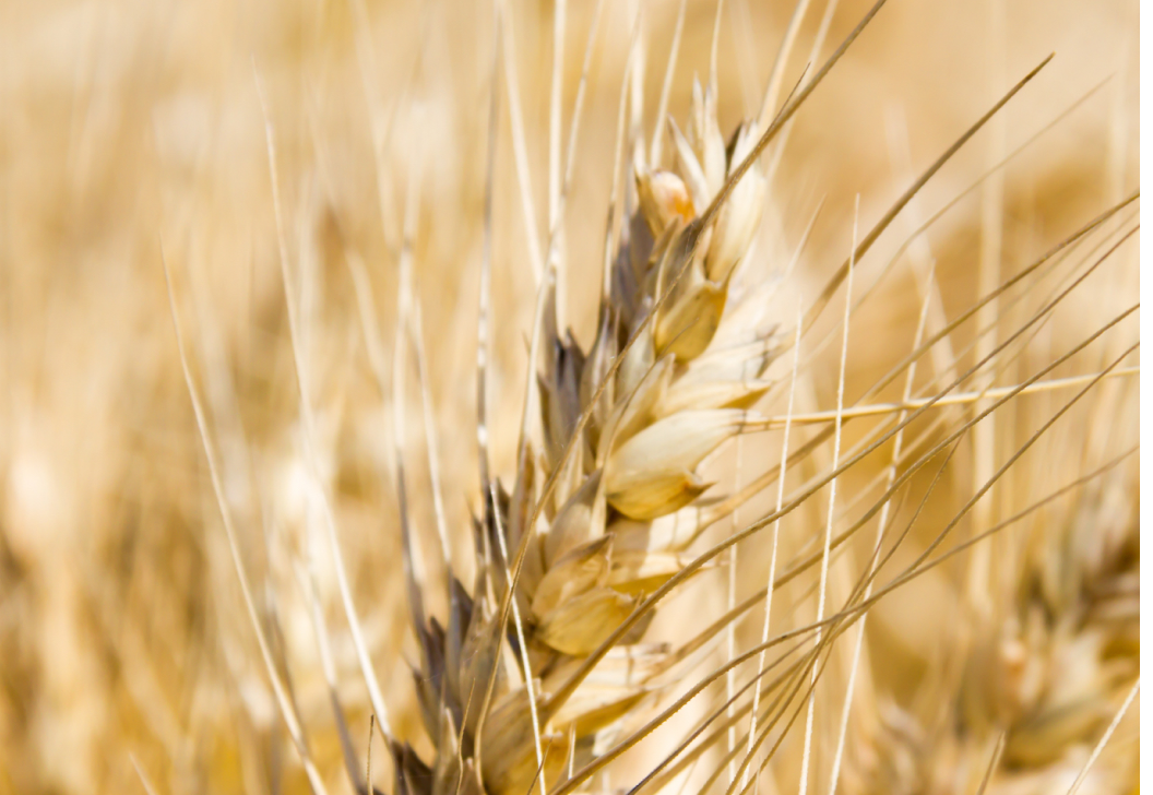 vecteezy_golden-wheat-by-the-sun-in-the-field_21663366 vecteezy_golden-wheat-by-the-sun-in-the-field_21663366
